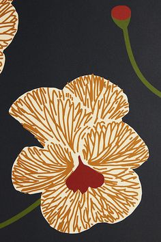 an orange and white flower on a black background