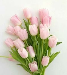 a bouquet of pink tulips on a white background