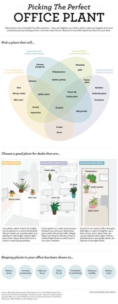 a brochure showing the different types of office plants