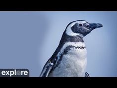 a bird with black and white feathers standing on top of a tree branch in front of a blue sky