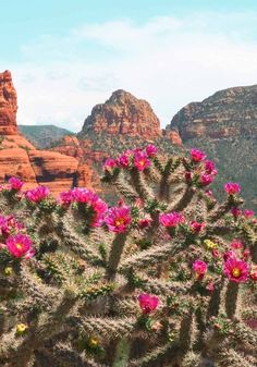 pink flowers are blooming in the desert near red rock formations and cactus trees with mountains in the background