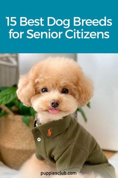 15-best-dog-breeds-for-senior-citizens Best Small Dogs For Seniors, Toy Dogs Breeds, Best Dogs For Seniors, Pretty Dog Breeds, Small Cute Dogs, Dogs For Sale Near Me, Small Puppy Breeds, Small Dogs For Sale, Best Small Dog Breeds