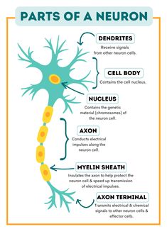 the parts of a neuron diagram with its names and functions, including an axon