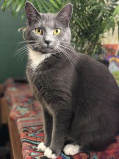 a gray cat sitting on top of a colorful rug next to a potted plant