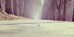 an empty road surrounded by tall trees in the middle of winter with snow on the ground