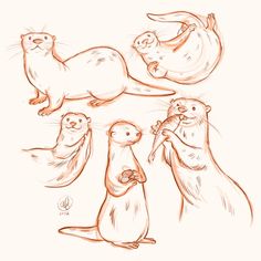 an image of otters in different poses