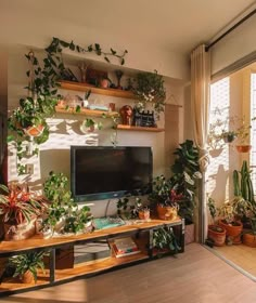 a living room filled with lots of potted plants next to a flat screen tv