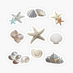 seashells and starfish sticker