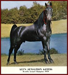 a black horse standing in front of a body of water with trees in the background