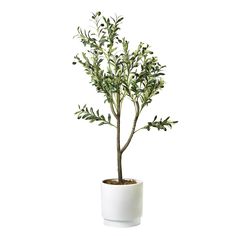 a small tree in a white pot on a white background