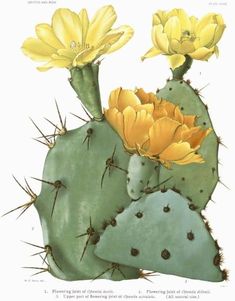 two yellow flowers sitting on top of a green cactus