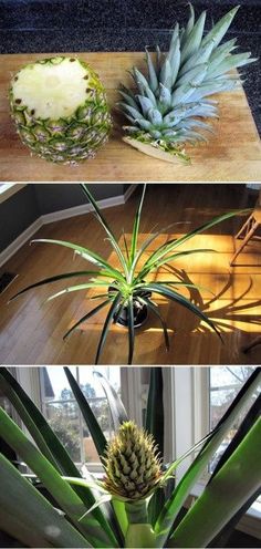 aloea is an air plant that grows from the ground up to the top