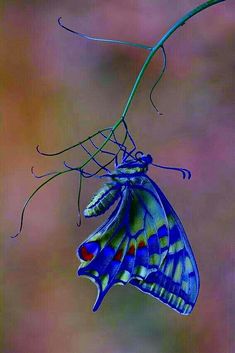 a blue and yellow butterfly hanging upside down on a twig with its wings spread