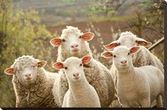 a herd of sheep standing next to each other on a lush green field