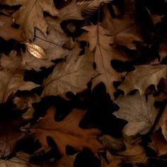 brown and black leaves on the ground