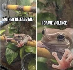 Funny Frogs, Funny Animal Jokes, A Frog, Very Funny Pictures, Real Funny Jokes, Cute Memes, Some Funny Jokes, Really Funny Joke, Animal Jokes