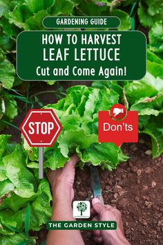 someone is cutting lettuce in the garden with gardening tools and signs above them that read, how to harvest leaf lettuce cut and come again