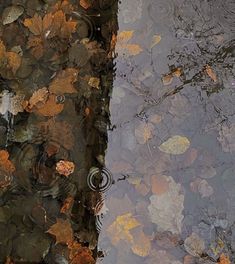 the reflection of leaves in water on top of a leaf covered ground with an umbrella