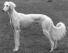 a large white dog standing on top of a lush green field