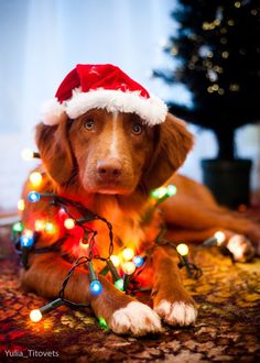 a brown dog wearing a santa hat and lights