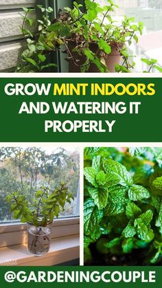 some plants are growing in the window sill with text overlay that reads grow mint indoors and watering it properly