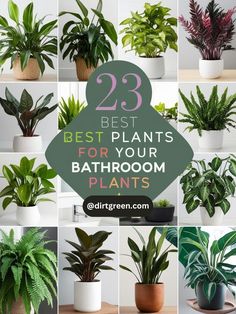 Description: Discover 23 beautiful and functional plants that thrive in bathrooms. From tropical favorites to low-light lovers, these plants will elevate your bathroom décor effortlessly.