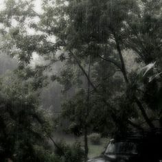 a black truck parked in the rain next to trees