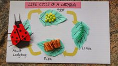 the life cycle of a ladybug made out of paper