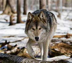 a wolf walking across a snow covered forest