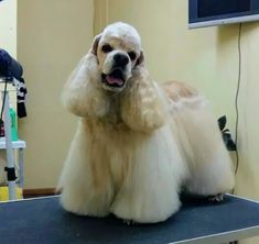 a dog sitting on top of a table next to a hair dryer and blow dryer