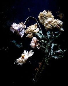 white flowers on a black surface with green leaves and stems in the center, against a dark background