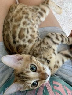 a woman holding a kitten in her arms