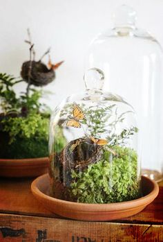 two terrariums with moss and butterflies in them on a wooden table next to a glass dome