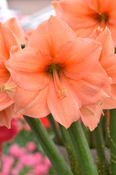 some orange flowers are in a vase with pink and red flowers behind them on the table