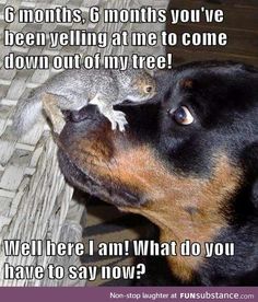 Squirrel Memes, Cute Animal Memes, Pet Memes, Funny Dog Memes, Funny Animal Quotes, A Squirrel, Rottweiler Dog, Funny Animal Jokes, Memes Humor