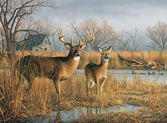 two deer standing next to each other on a grass covered field with ducks in the background