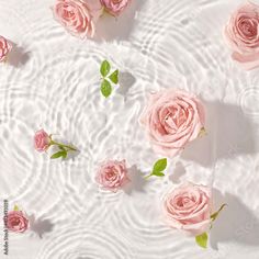 pink roses floating in water with green leaves on the top and bottom, surrounded by ripples