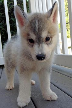 a small white and gray puppy standing on top of a wooden porch next to a fence