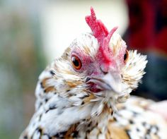 a close up of a chicken with red eyes