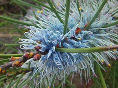 a close up of a blue flower on a tree