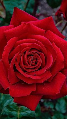 a red rose with green leaves and water droplets on it's petals is shown