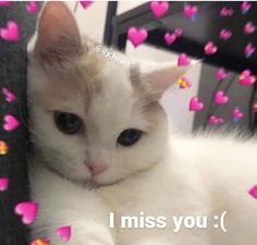 a white cat laying on top of a pile of pink hearts with the caption i miss you