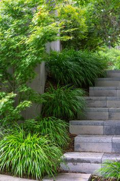 the steps are lined with plants and grass