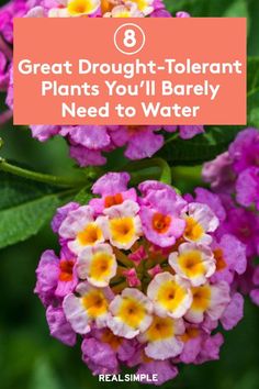 purple flowers with text overlay that says 8 great draught - tolerant plants you'll barely need to water