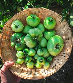 a person holding a basket full of green tomatoes