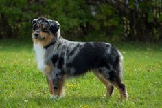 a dog standing on top of a lush green field