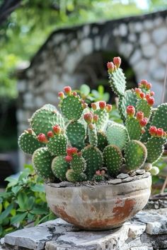 a potted cactus sits on top of a stone wall