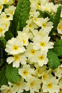 white flowers with yellow centers and green leaves