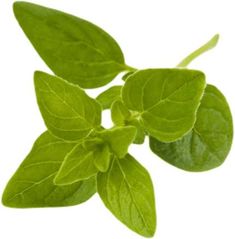 fresh basil leaves on a white background