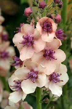 pink and white flowers are blooming in the garden